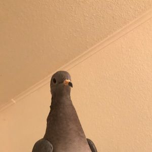 Meet your Posher, Justin